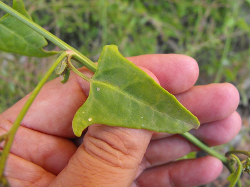 Atriplex prostrata / Atriplice comune