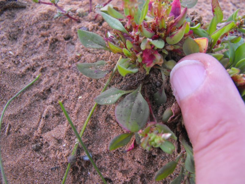 Rumex bucephalophorus / Romice capo di bue