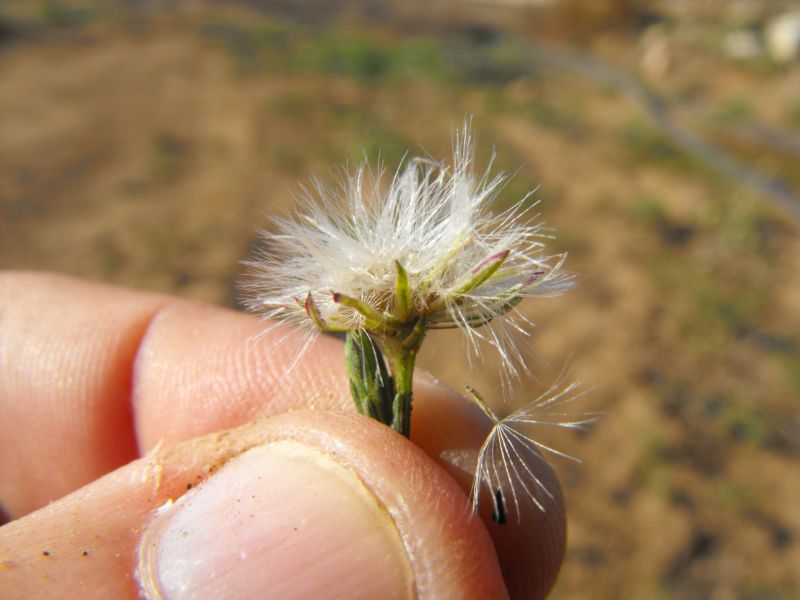 Symphotrichum squamatum