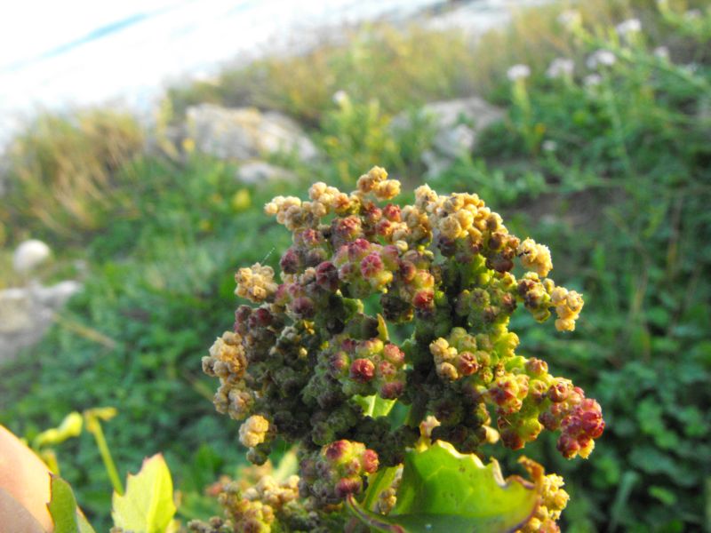 Chenopodium murale