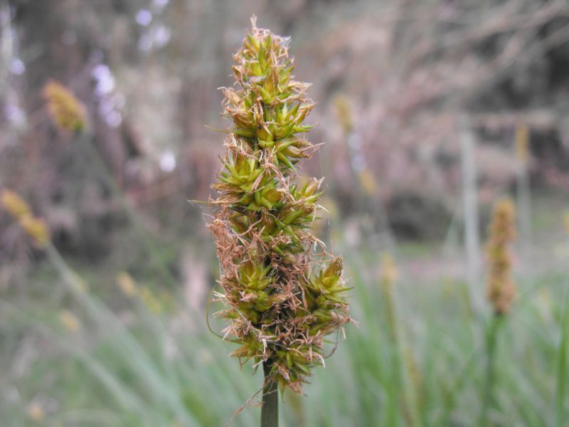 Carex otrubae (=Carex cuprina)   / Carice volpina