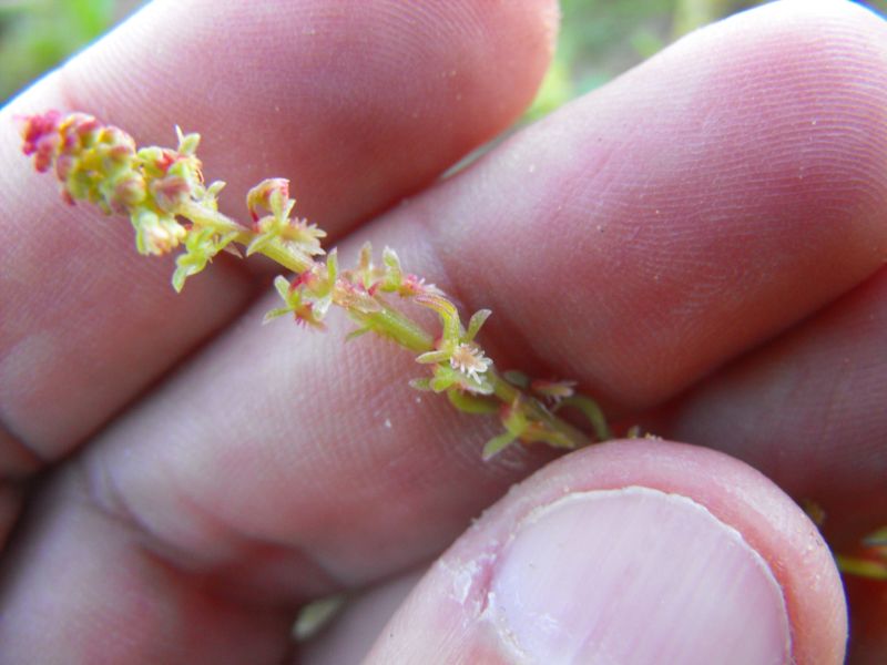 Rumex bucephalophorus / Romice capo di bue