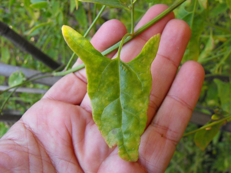 Atriplex prostrata / Atriplice comune