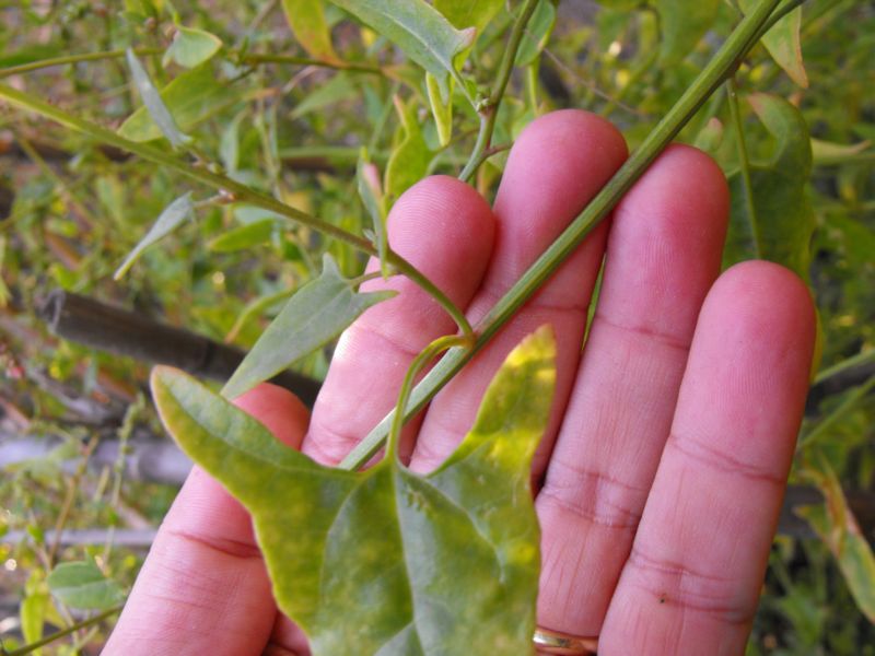 Atriplex prostrata / Atriplice comune