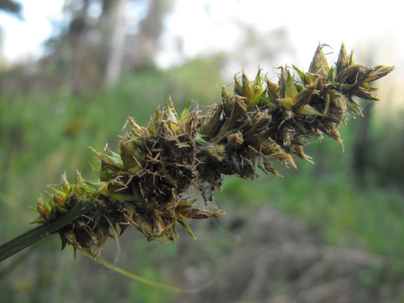 Carex otrubae (=Carex cuprina)   / Carice volpina