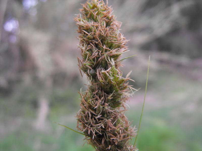 Carex otrubae (=Carex cuprina)   / Carice volpina