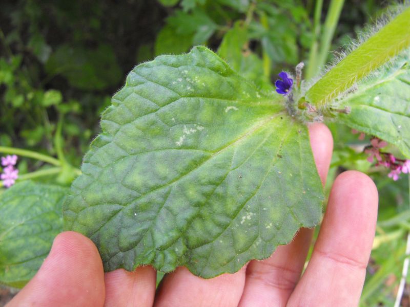 Ajuga orientalis / Iva meridionale