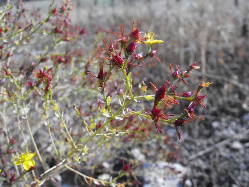 Hypericum triquetrifolium  / Erba di S.Giovanni crespa