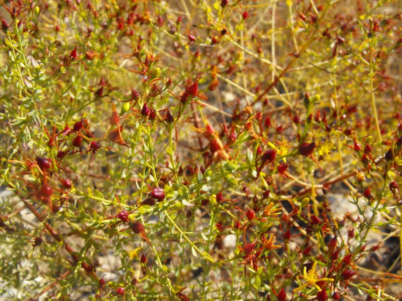 Hypericum triquetrifolium  / Erba di S.Giovanni crespa