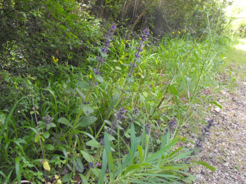 Ajuga orientalis / Iva meridionale