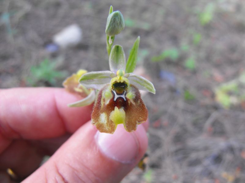 Ophrys biancae