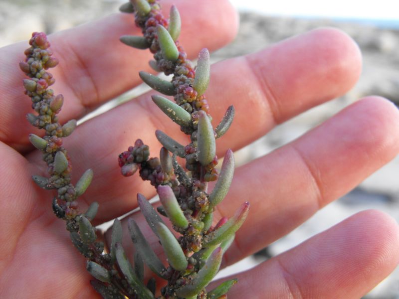 Suaeda vera / Suaeda fruticosa