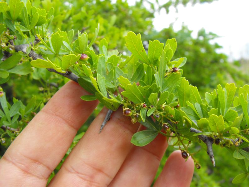 Rhus tripartita / Sommacco tripartito