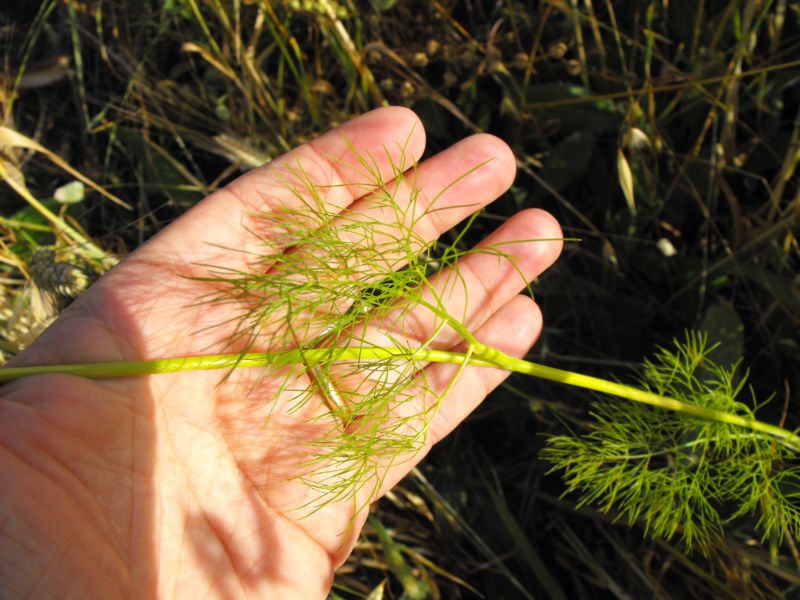 Ridolfia segetum / Aneto puzzolente