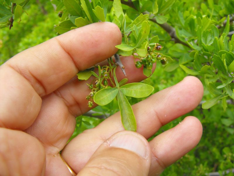 Rhus tripartita / Sommacco tripartito