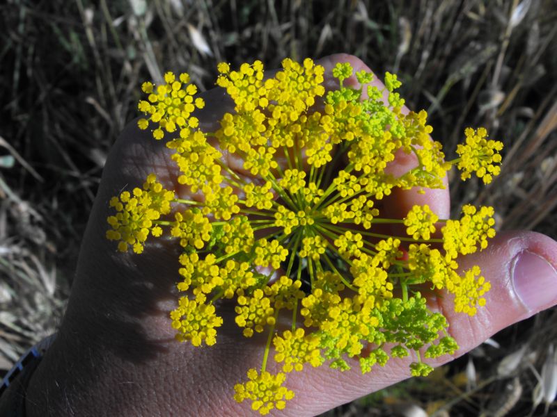 Ridolfia segetum / Aneto puzzolente