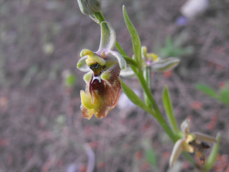 Ophrys biancae
