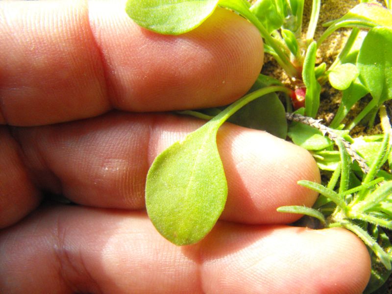 Rumex bucephalophorus / Romice capo di bue