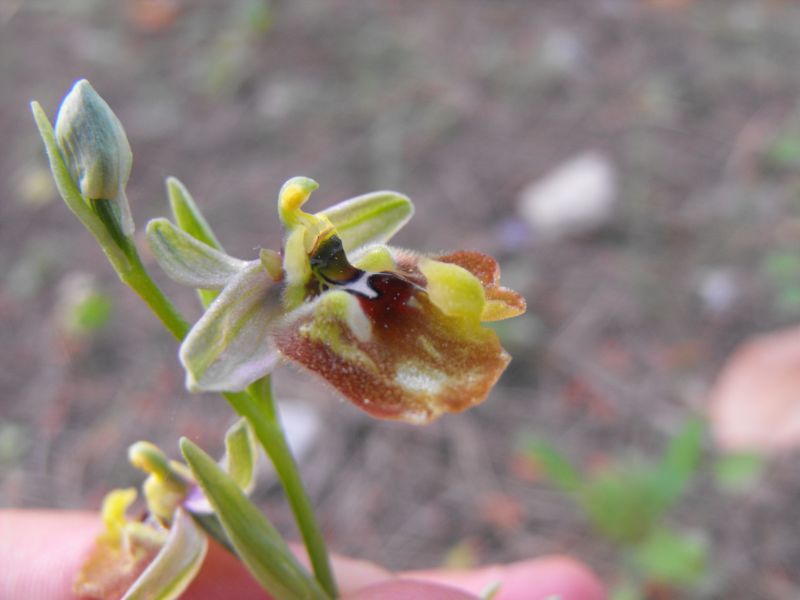 Ophrys biancae