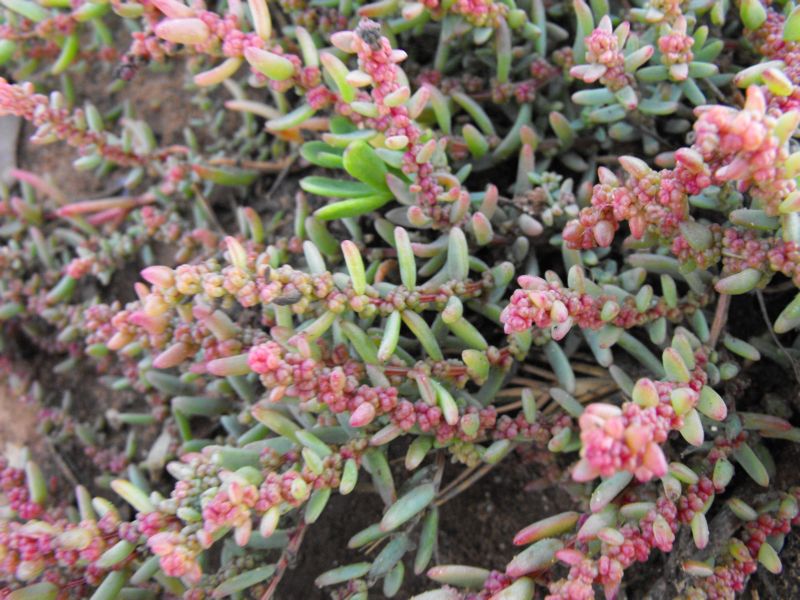 Suaeda vera / Suaeda fruticosa