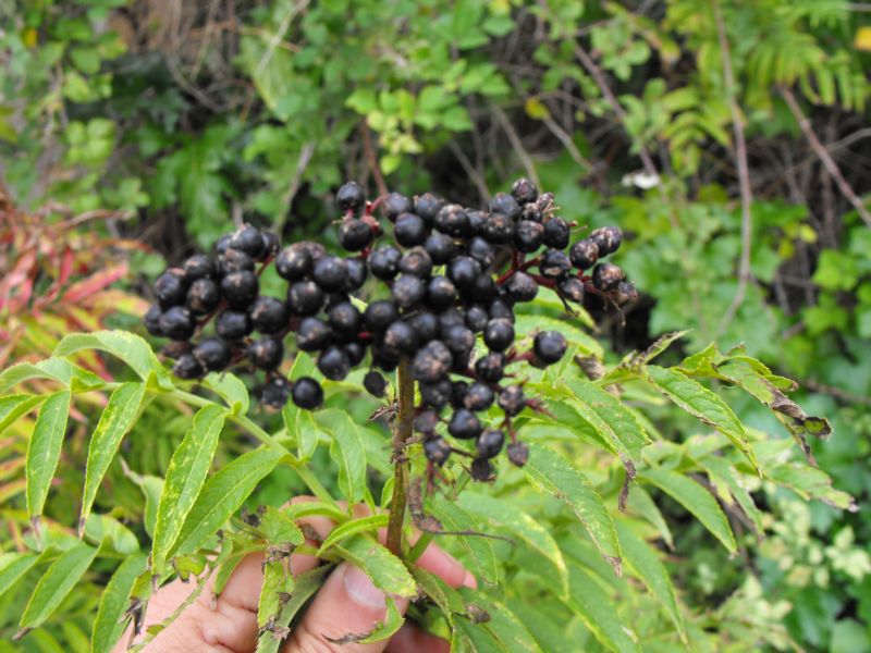 Sambucus ebulus