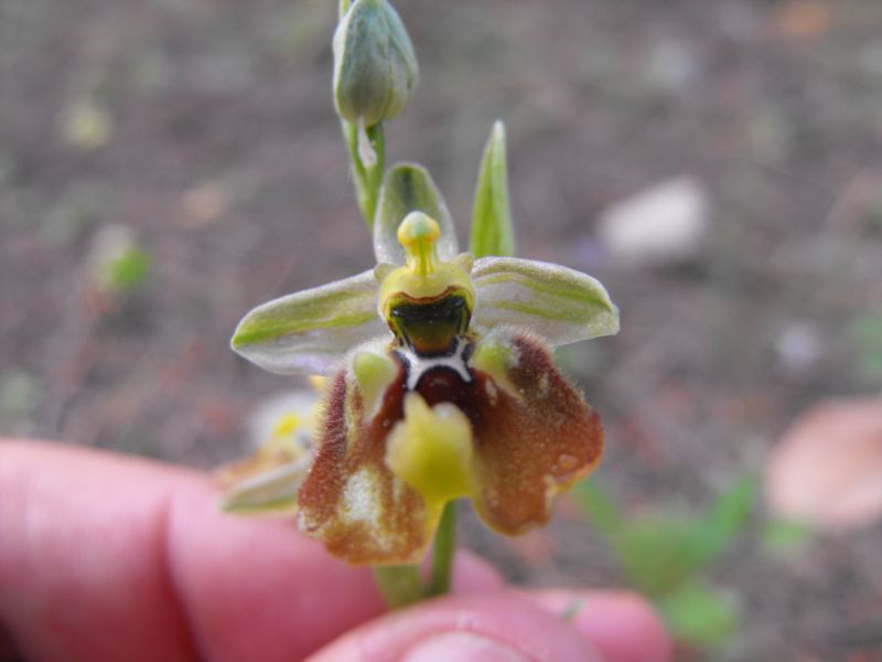 Ophrys biancae