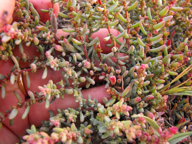 Suaeda vera / Suaeda fruticosa