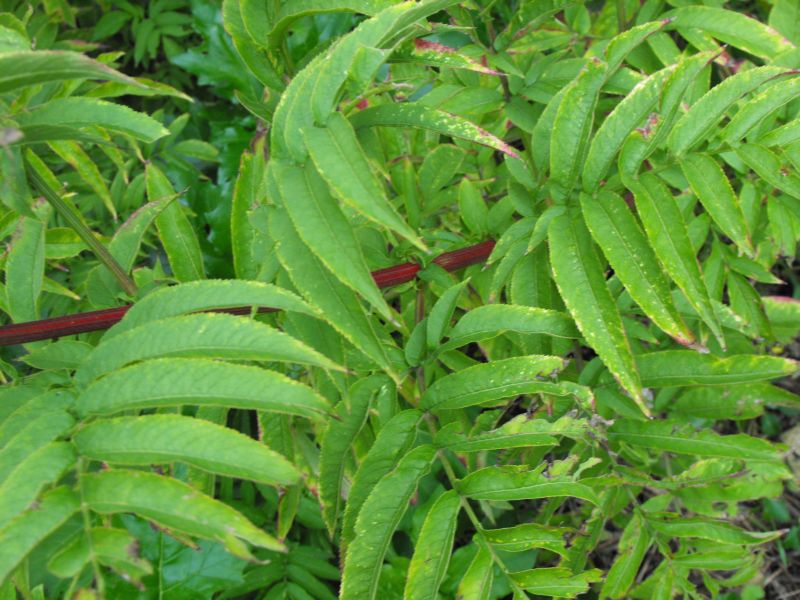 Sambucus ebulus