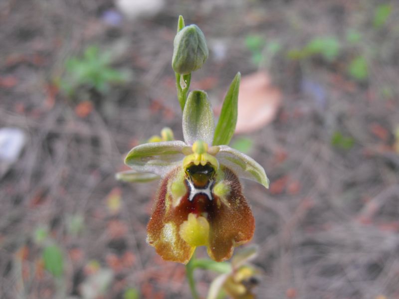 Ophrys biancae