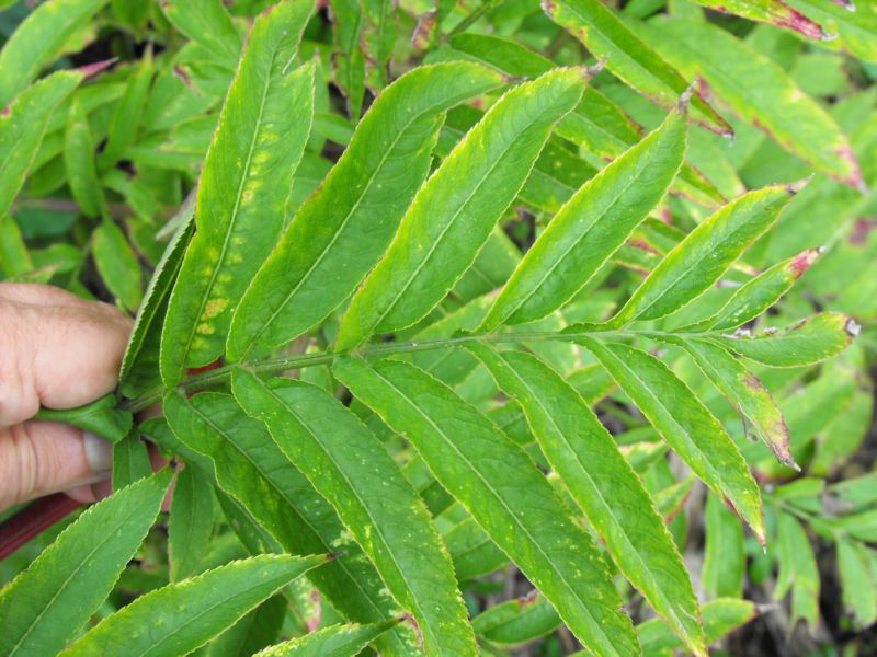 Sambucus ebulus