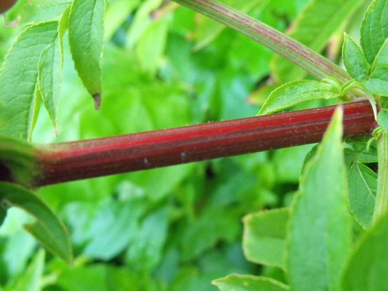Sambucus ebulus