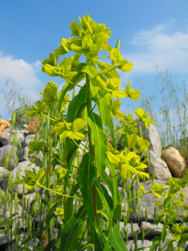 Euphorbia ceratocarpa / Euforbia cornuta