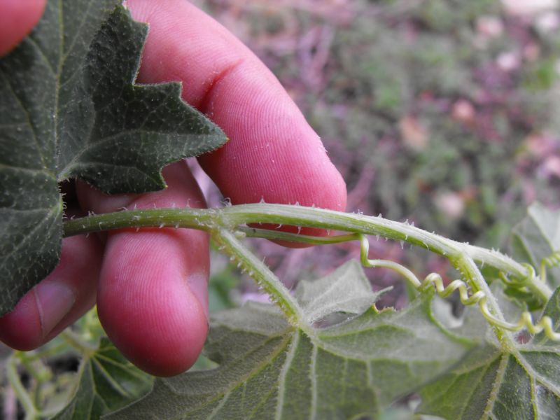 Bryonia acuta / Brionia siciliana