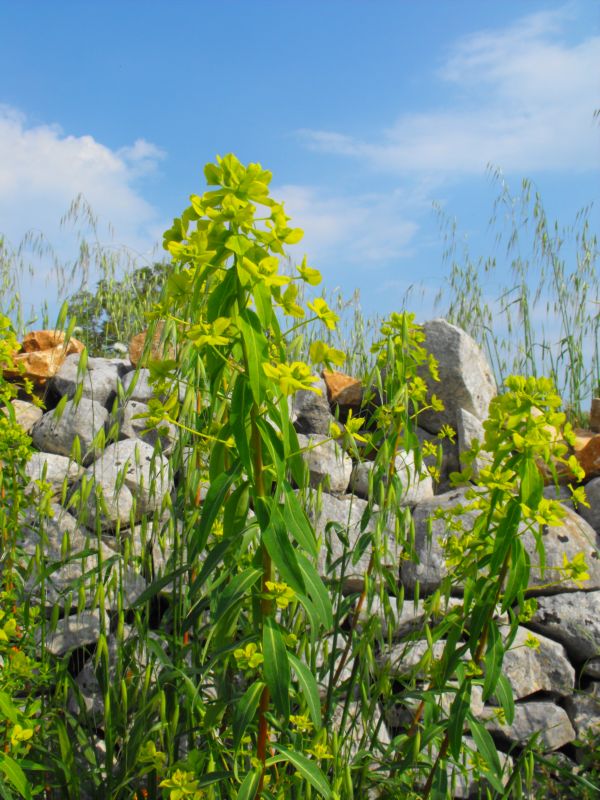 Euphorbia ceratocarpa / Euforbia cornuta