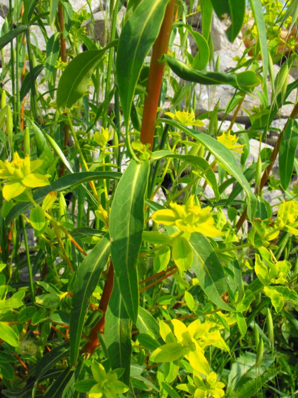 Euphorbia ceratocarpa / Euforbia cornuta