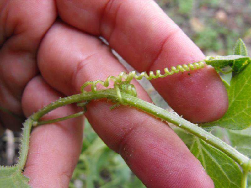 Bryonia acuta / Brionia siciliana