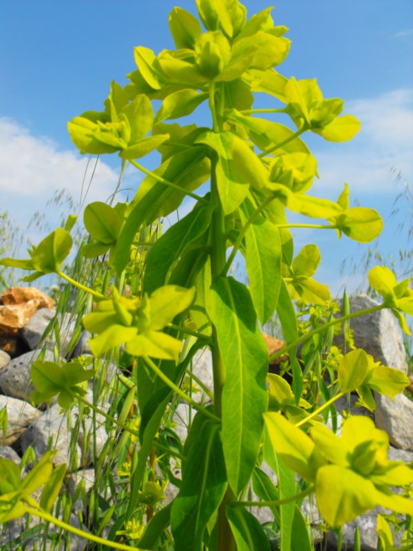 Euphorbia ceratocarpa / Euforbia cornuta