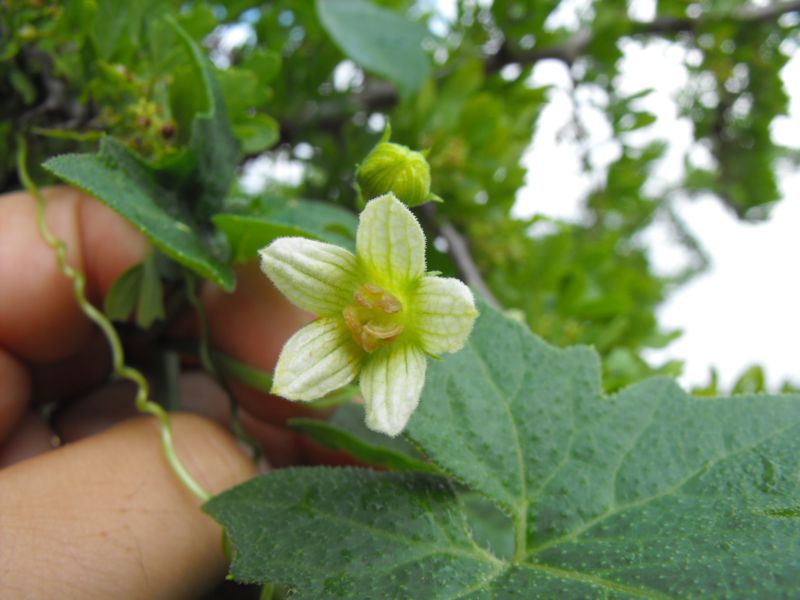 Bryonia acuta / Brionia siciliana