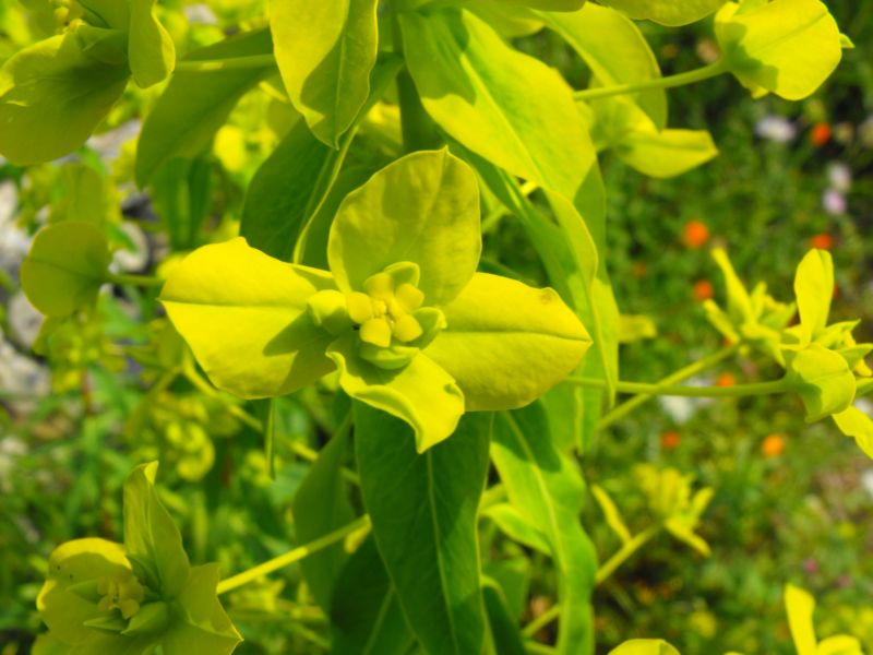 Euphorbia ceratocarpa / Euforbia cornuta