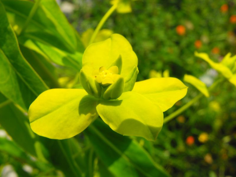 Euphorbia ceratocarpa / Euforbia cornuta