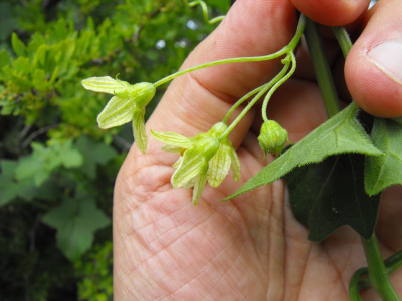 Bryonia acuta / Brionia siciliana