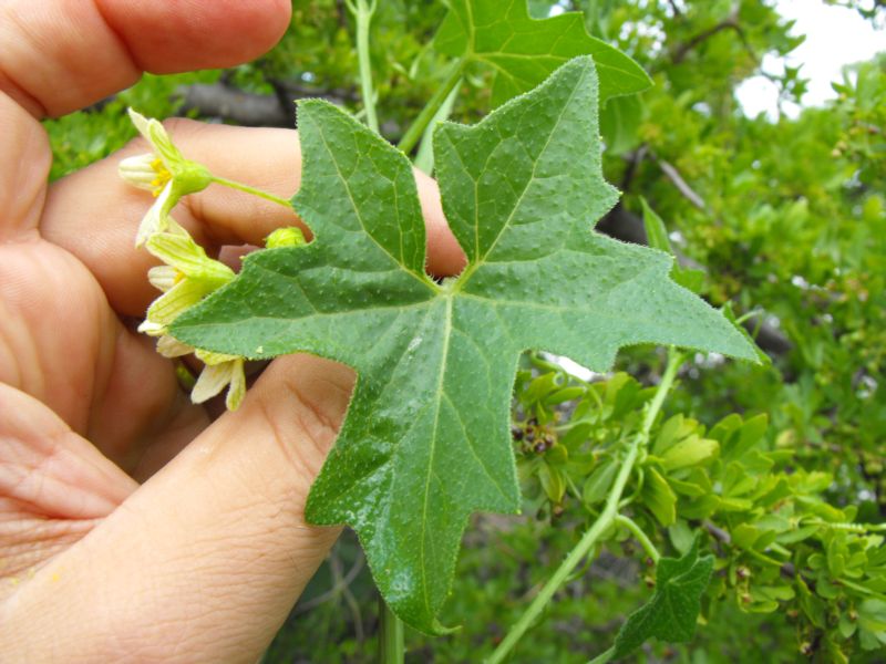 Bryonia acuta / Brionia siciliana