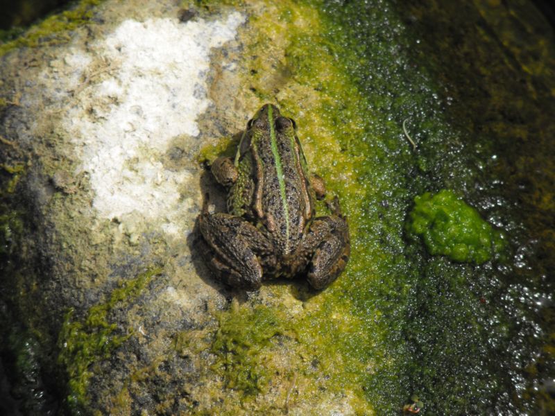 rana da identificare - Pelophylax sp. (Sicilia)