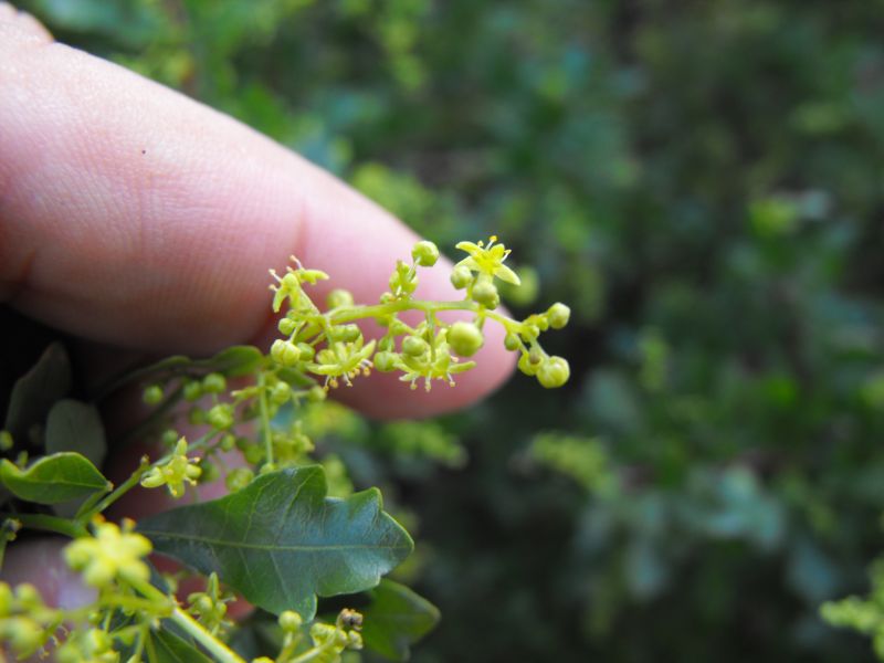 Rhus tripartita / Sommacco tripartito