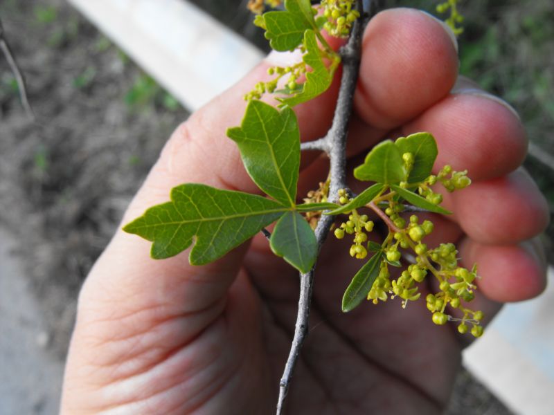 Rhus tripartita / Sommacco tripartito