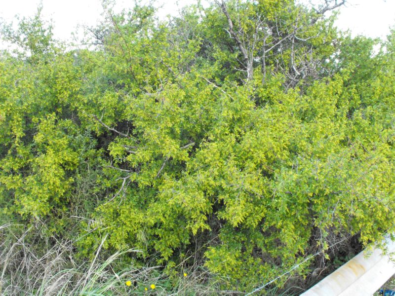 Rhus tripartita / Sommacco tripartito