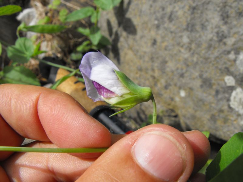 Pisum sativum