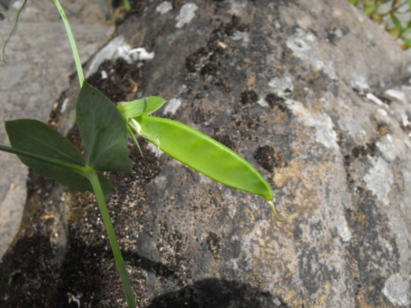 Pisum sativum
