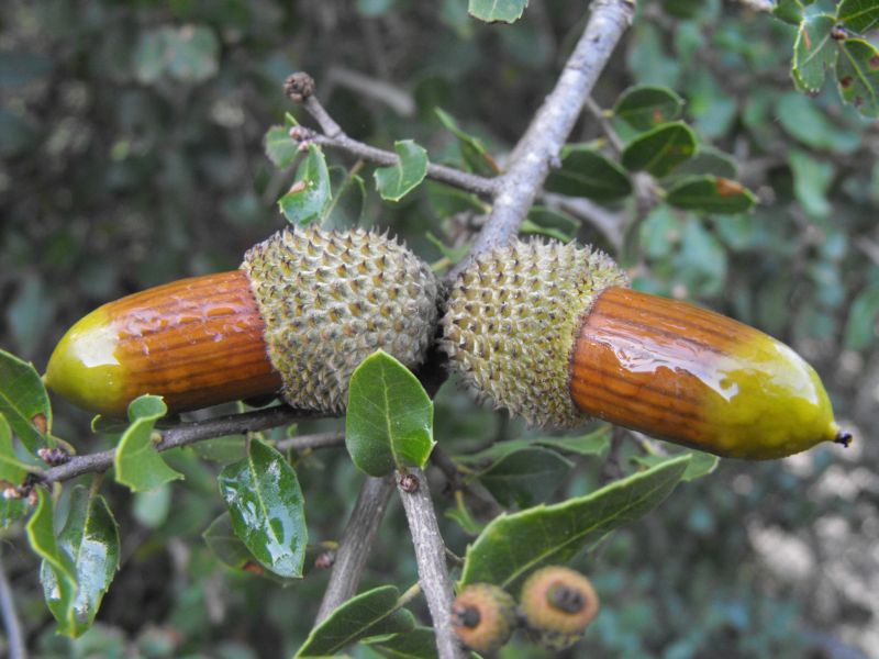 Quercus coccifera / Quercia spinosa