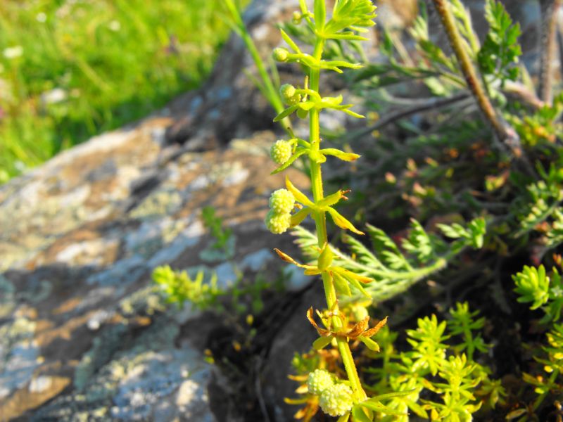 Galium verrucosum